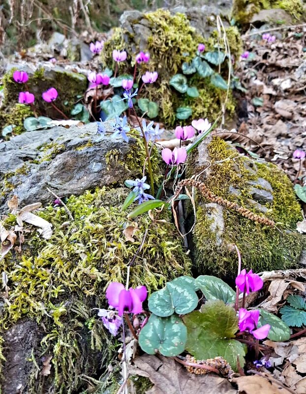 ВЕСНА - Tata Wolf