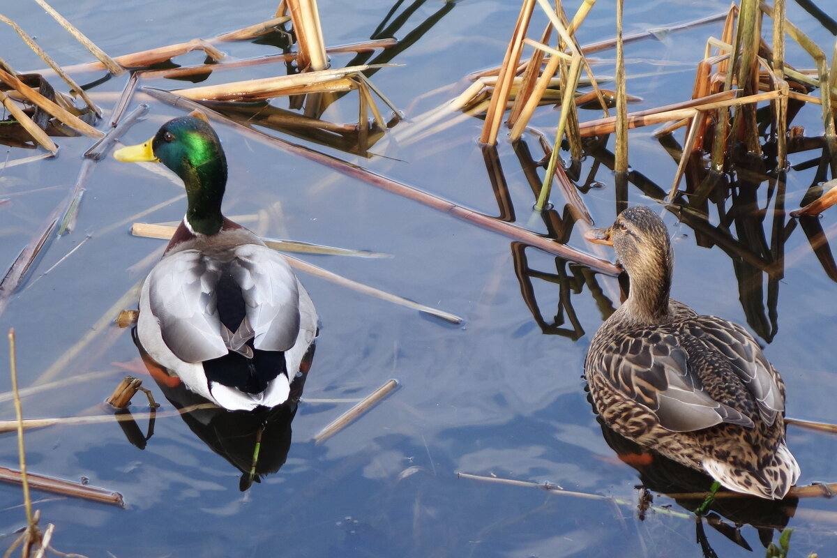 Синхронисты - Рита Симонова Синхронисты - Рита Симонова
