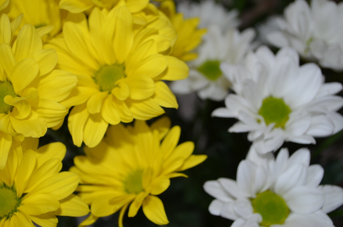 ,,, - Сергей Тимоновский ,,, - Сергей Тимоновский