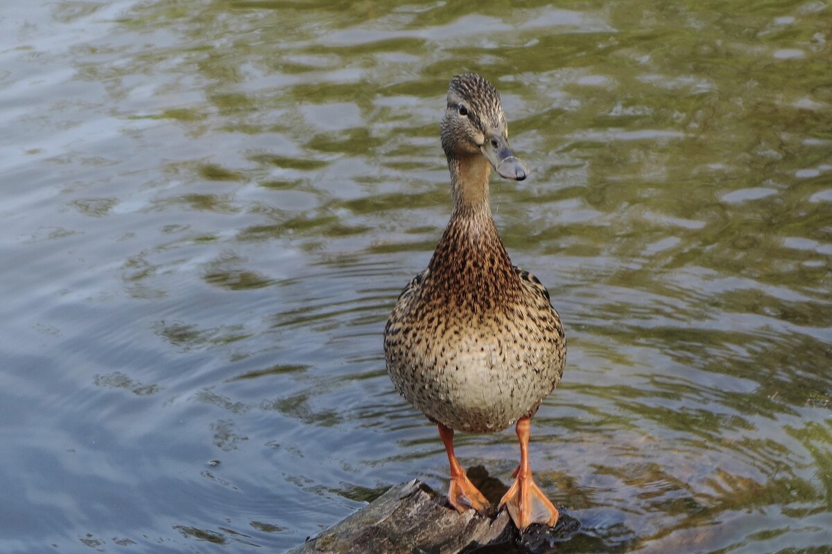 Уточка - Рита Симонова Уточка - Рита Симонова