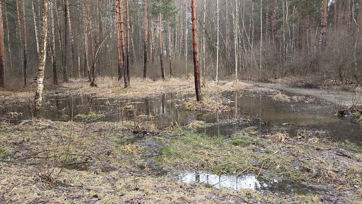В подмосковном лесу - Татьяна Тюменка В подмосковном лесу - Татьяна Тюменка