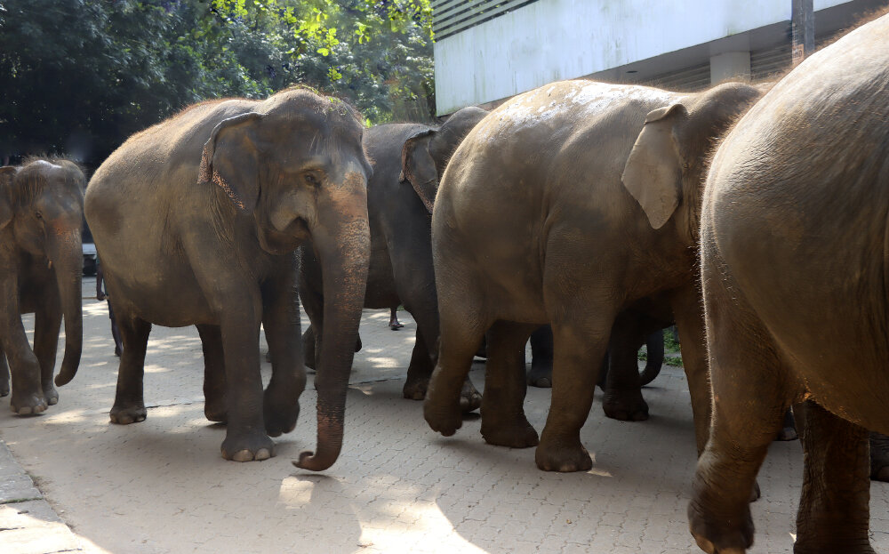 Приют для диких слонов Пиннавела - Галина Ильясова Приют для диких слонов Пиннавела - Галина Ильясова