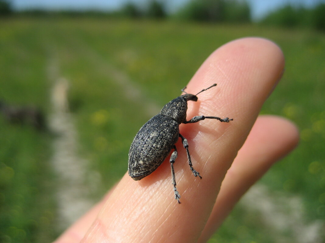 Долгоносик - Anna Ivanova