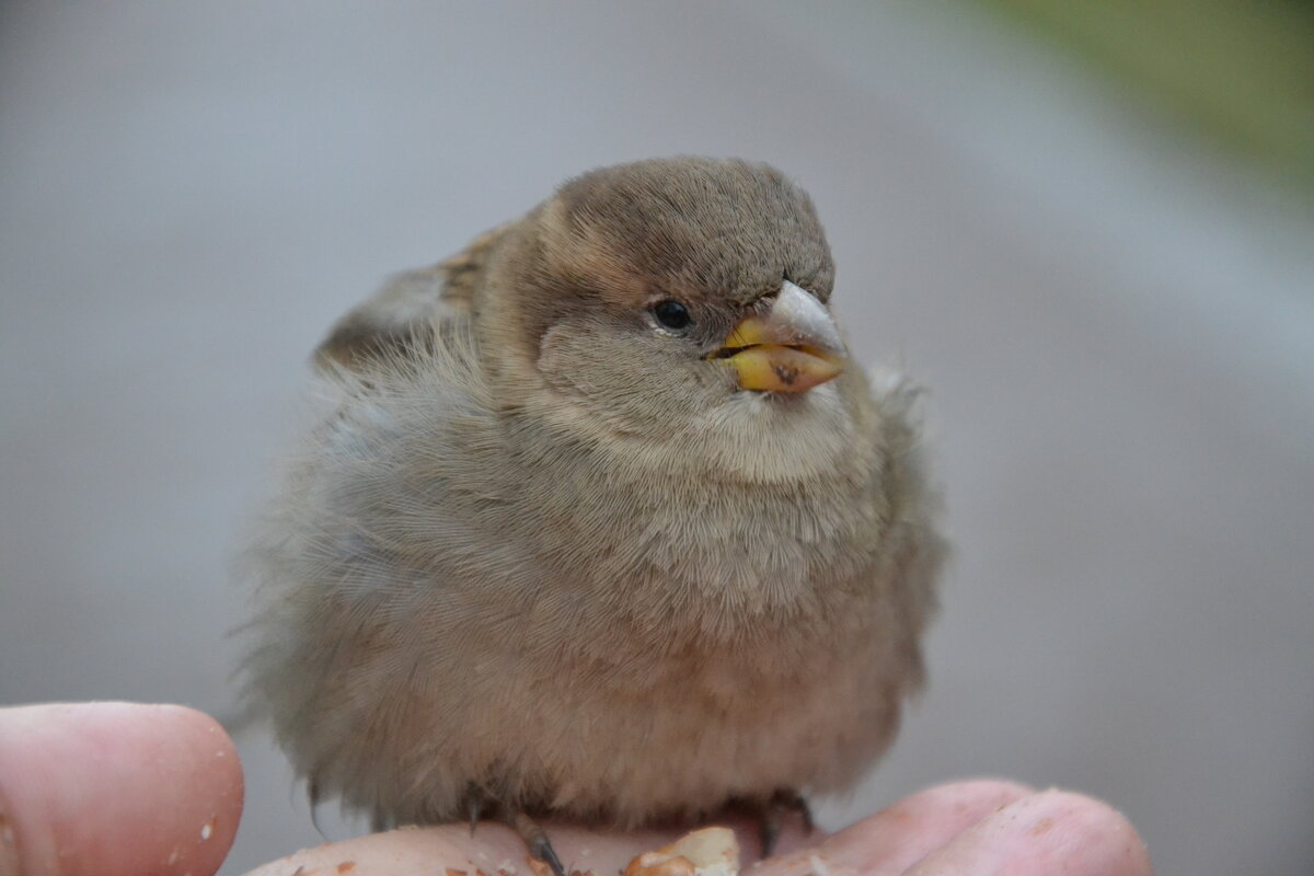 Воробьишко на ладони. - Надежда 