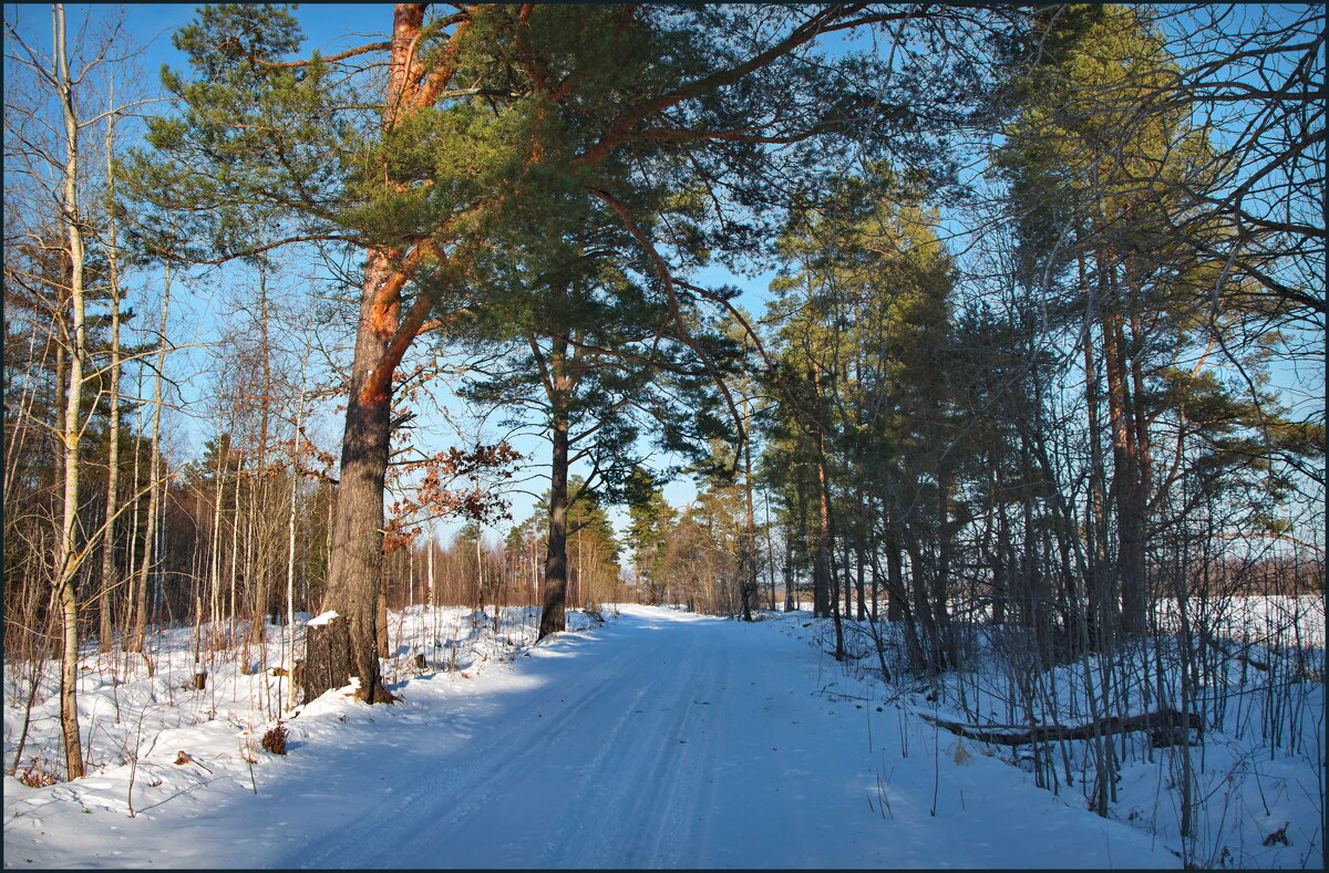 По лесным дорогам - lady v.ekaterina По лесным дорогам - lady v.ekaterina