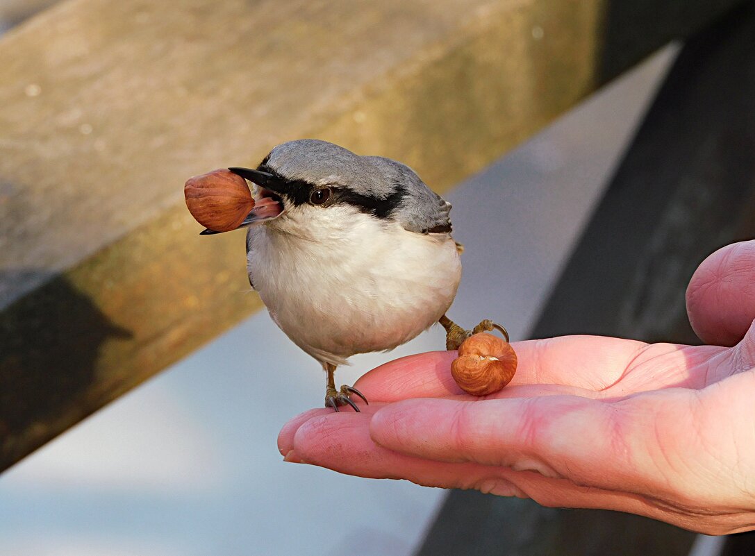 Поползень - Лина 