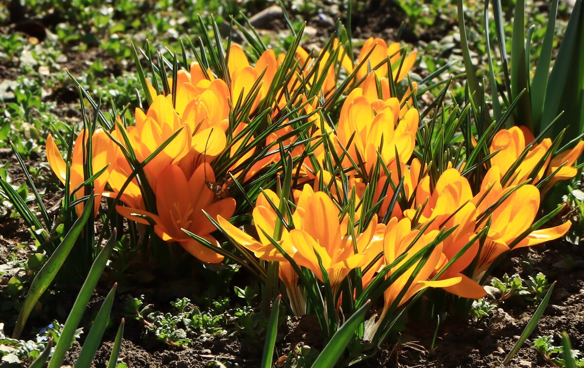 крокусы - Игорь Kуленко