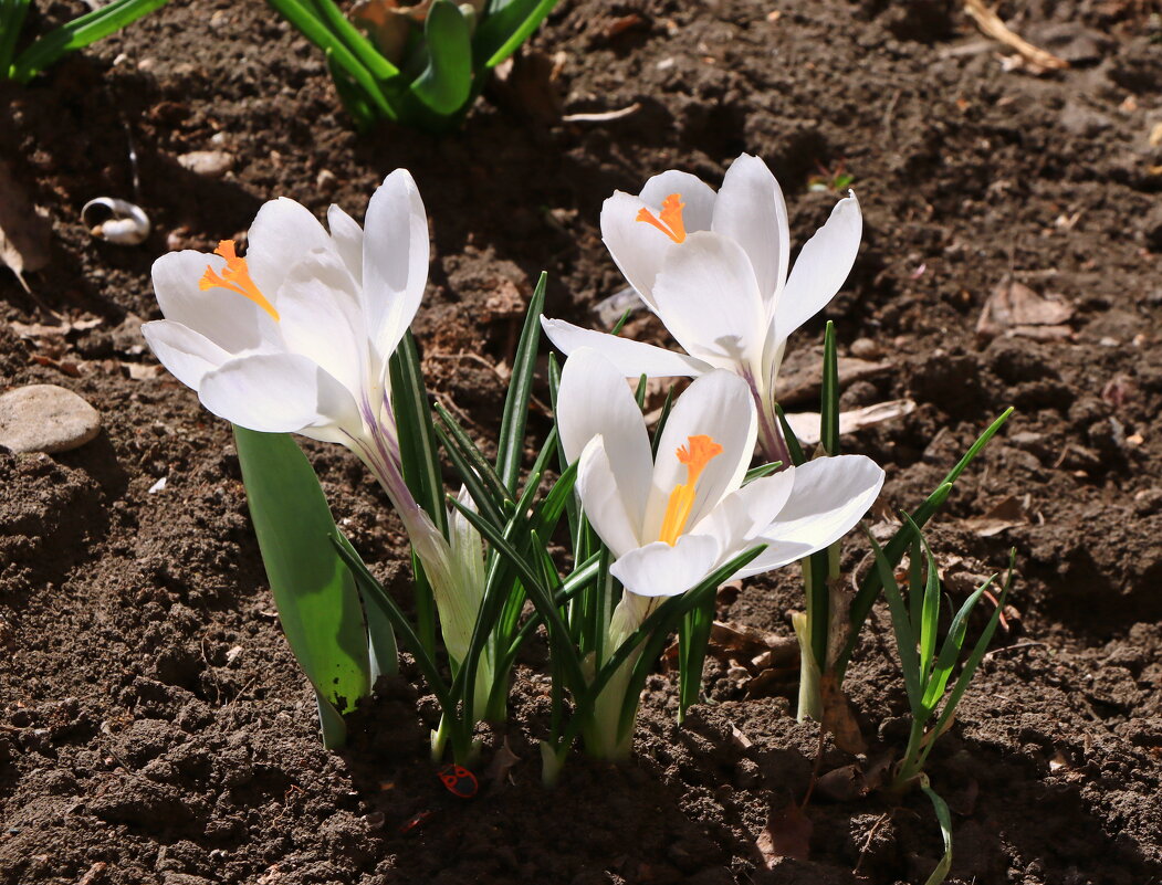 *** - Игорь Kуленко