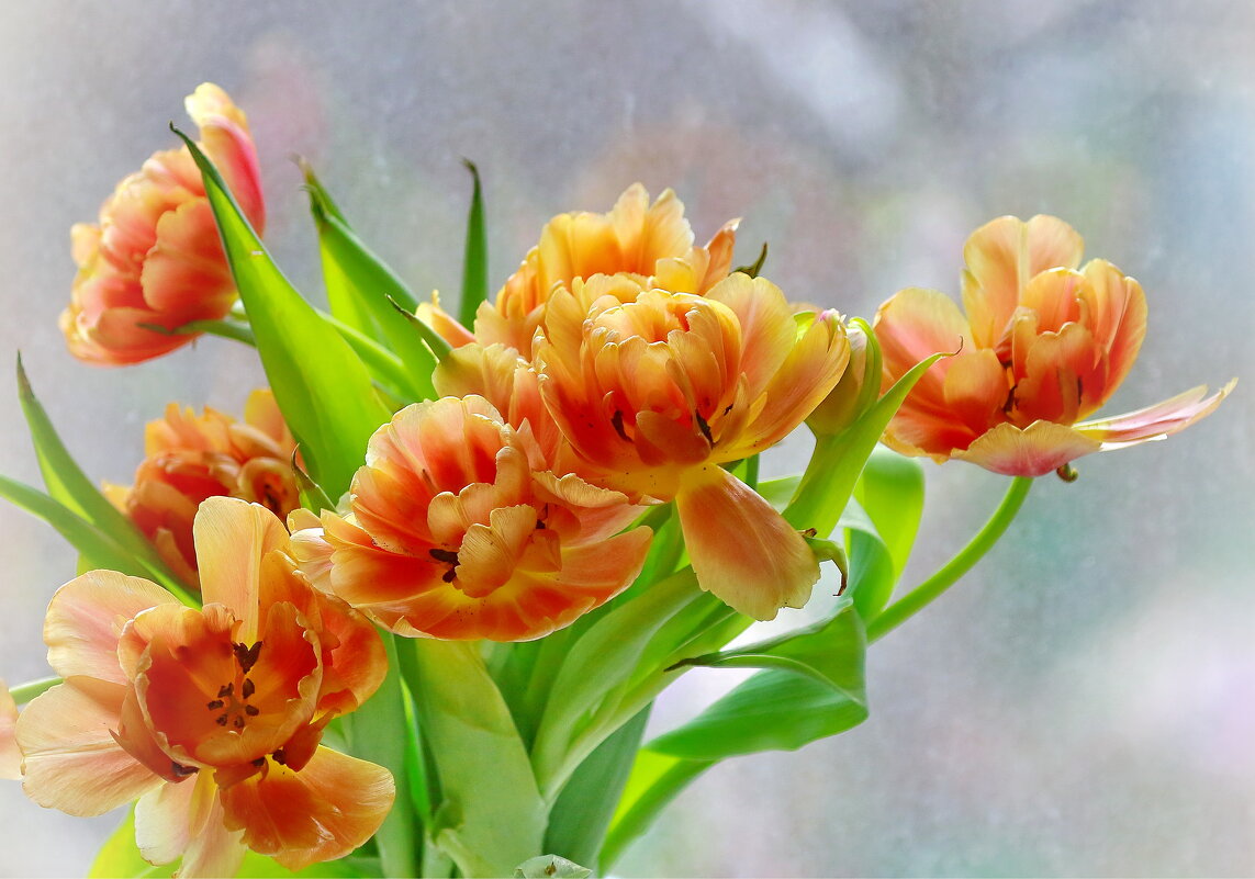 весна на окне - Andrey Bragin весна на окне - Andrey Bragin