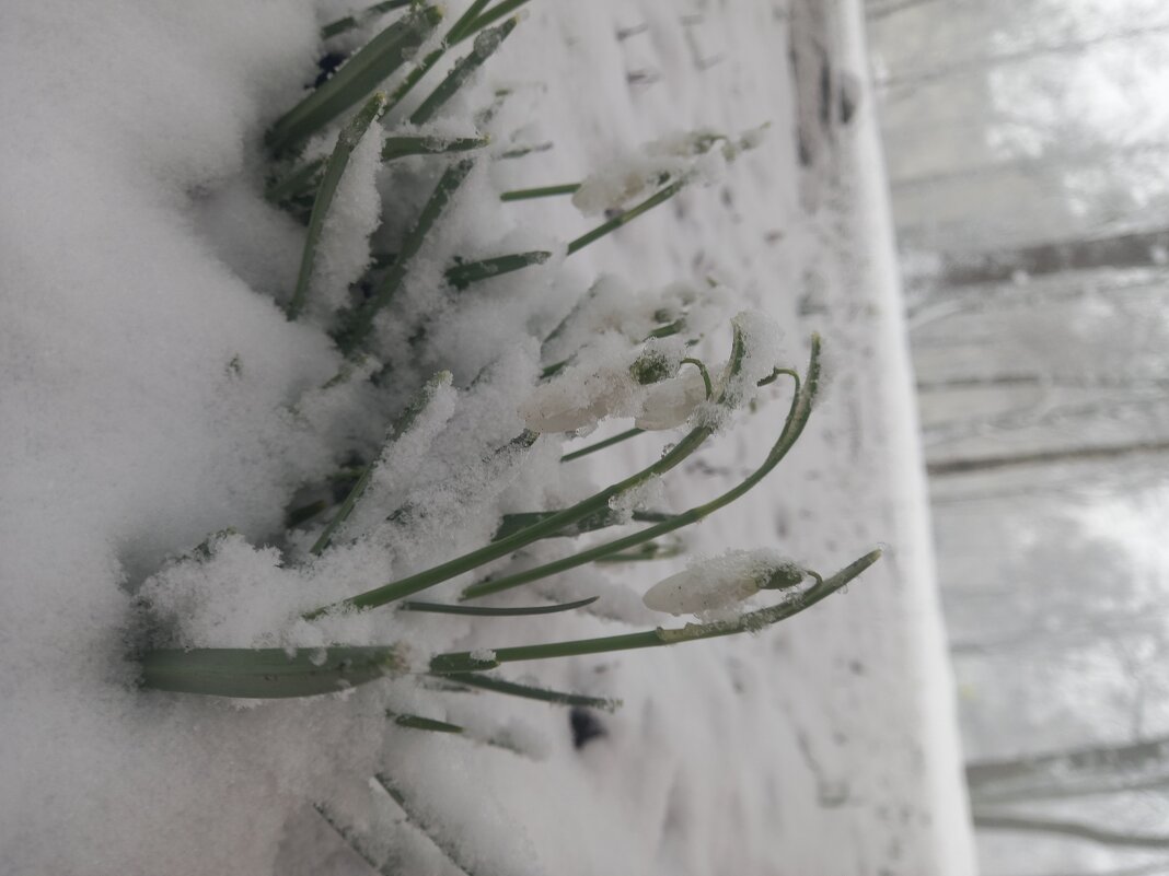 Подснежник - Сапсан Подснежник - Сапсан