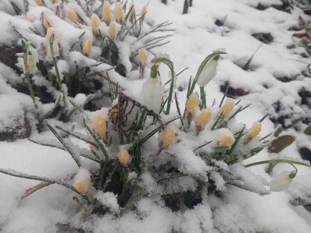 Крокус и подснежник - Сапсан 
