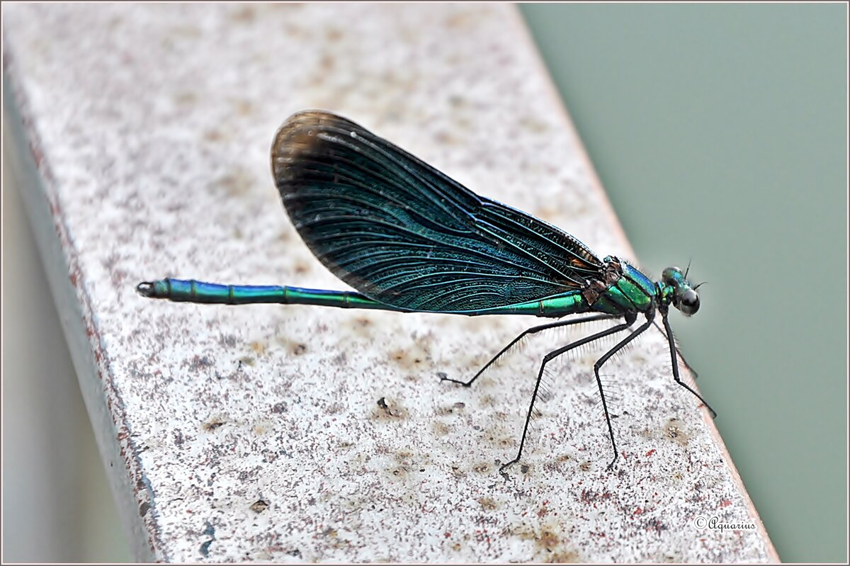 Красотка-девушка... - Aquarius - Сергей