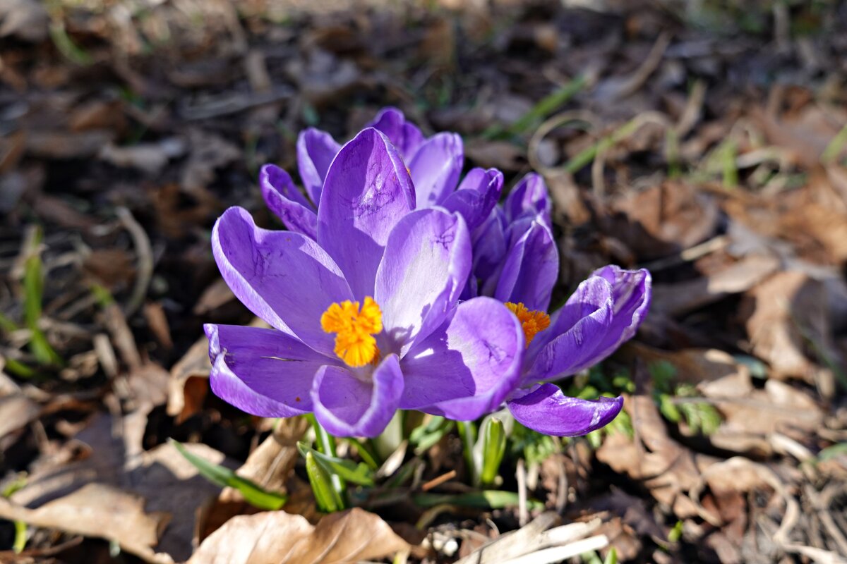 Ловлю мелодию весны... - Галина 