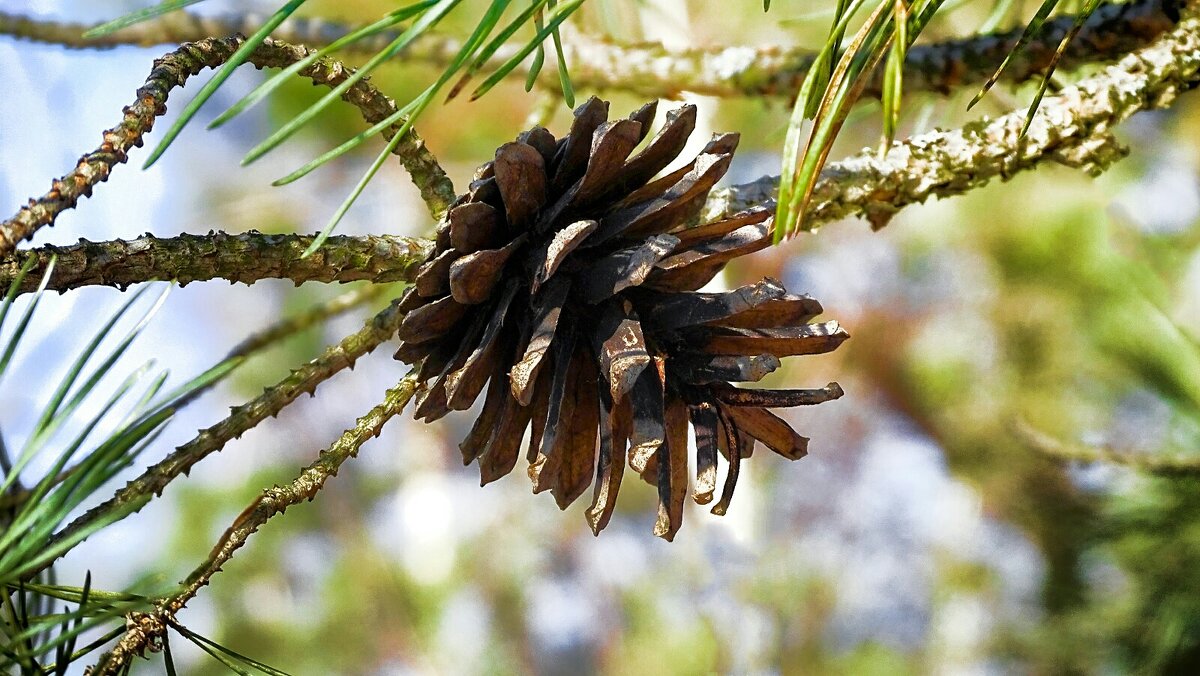 Прошлогодняя сосновая шишка - Милешкин Владимир Алексеевич 