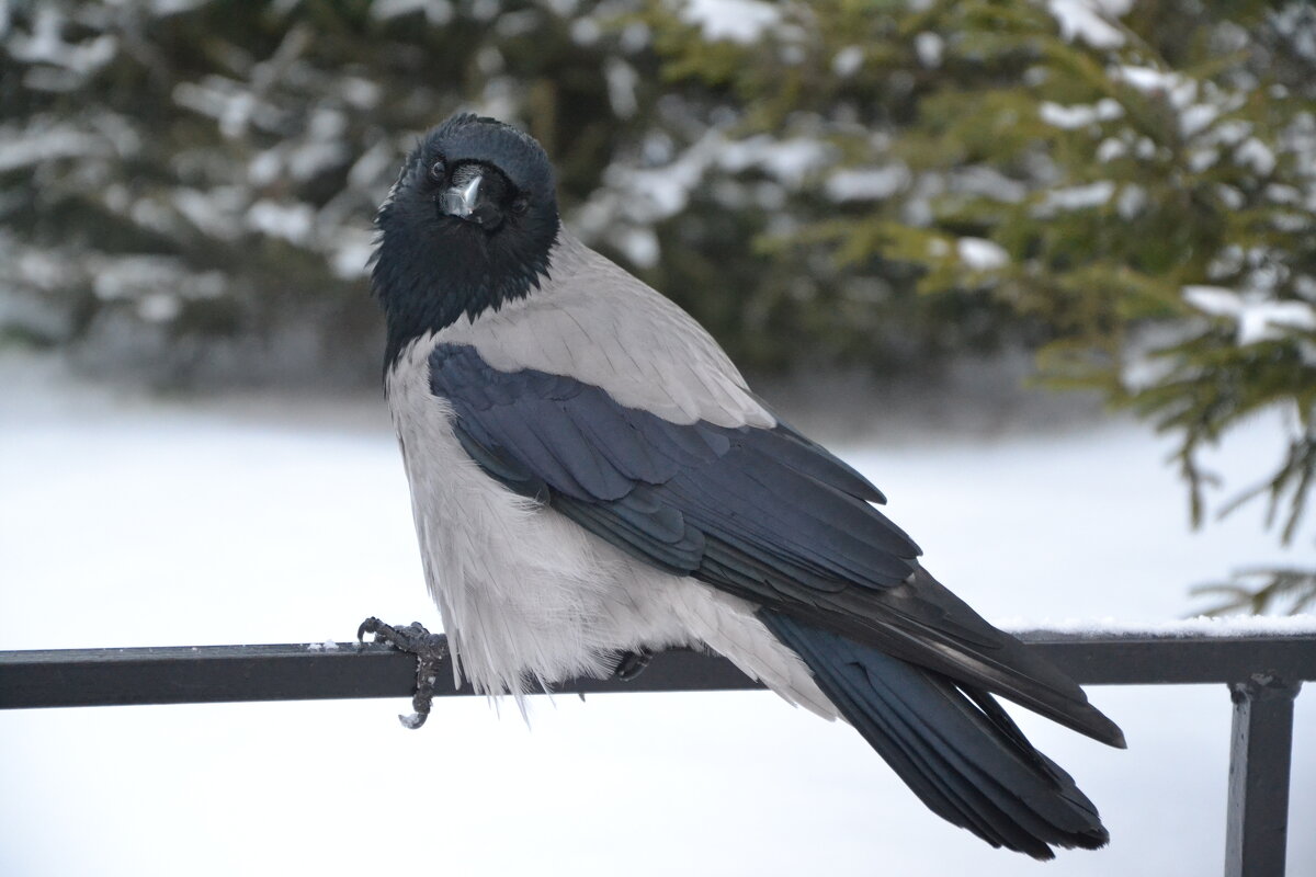 Но ведь на самом деле позирует!!! - Надежда 