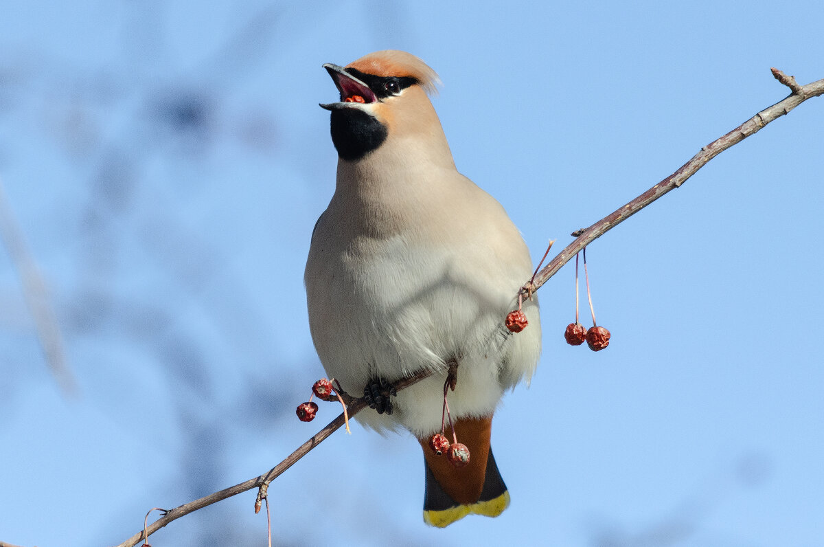 Свиристель. - Виктор Иванович Чернюк Свиристель. - Виктор Иванович Чернюк