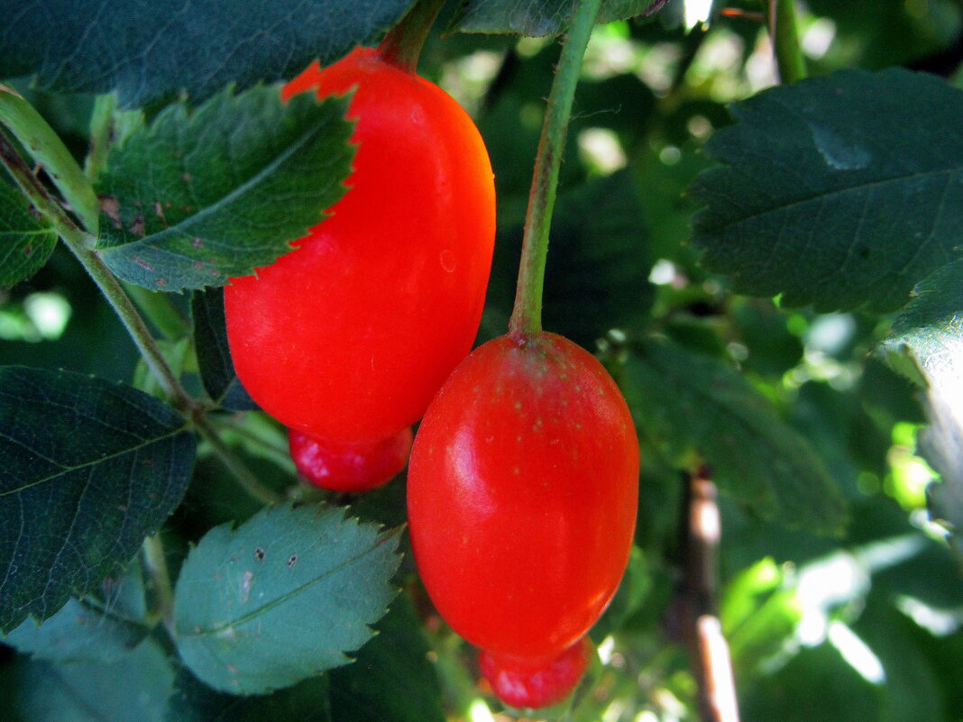 Ягоды шиповника. - nadyasilyuk Вознюк