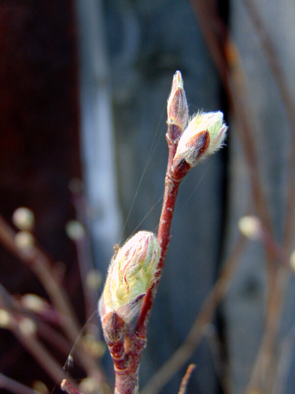 Приметы весны. - nadyasilyuk Вознюк Приметы весны. - nadyasilyuk Вознюк