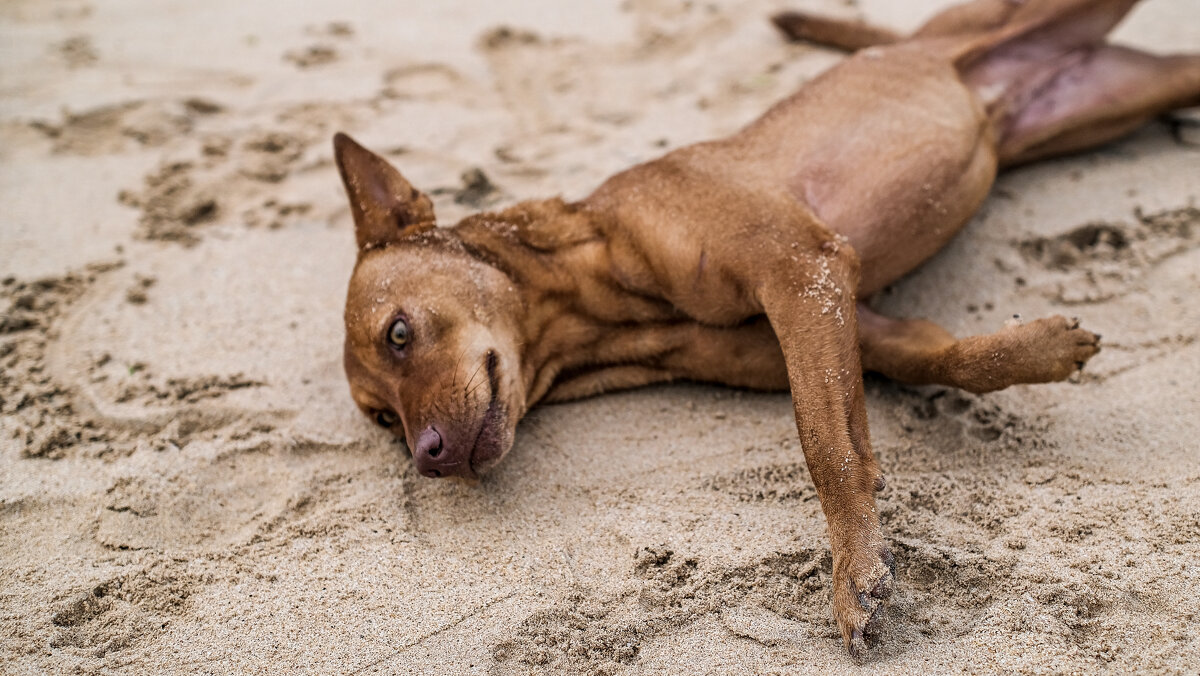 Песчаный пес - Dmitry i Mary S