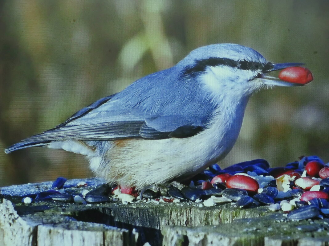 Поползень - Людмила Смородинская