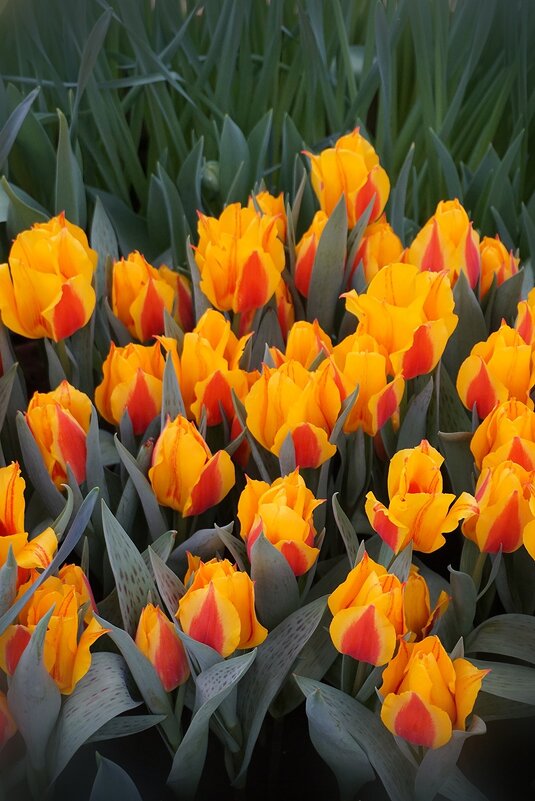 " Репетиция весны" в Аптекарском огороде - Ольга " Репетиция весны" в Аптекарском огороде - Ольга