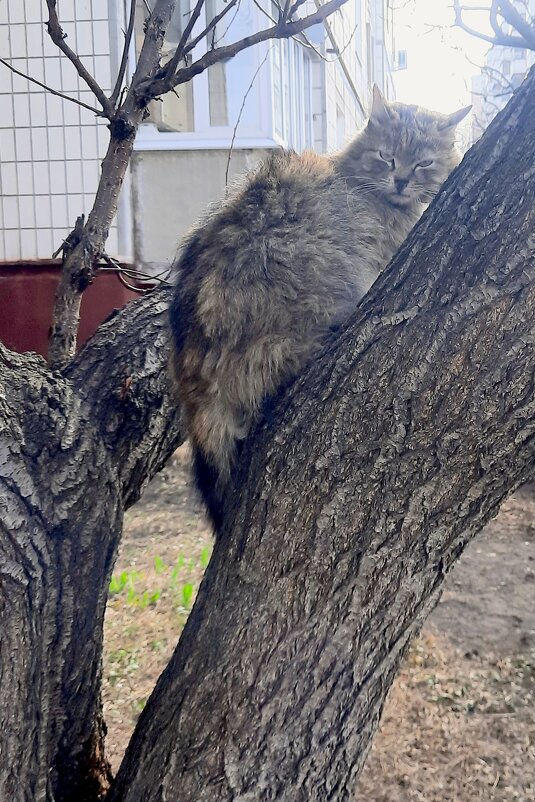 Мартовская „сова" - Сеня Белгородский Мартовская „сова" - Сеня Белгородский
