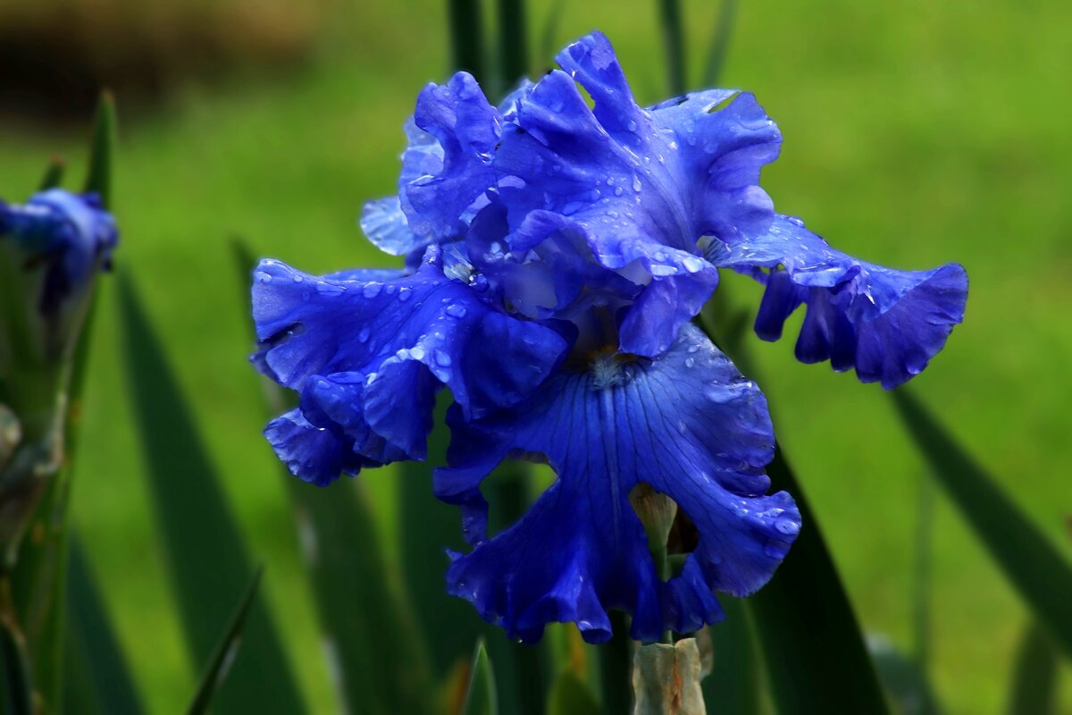 Утренний - Юрий. Шмаков