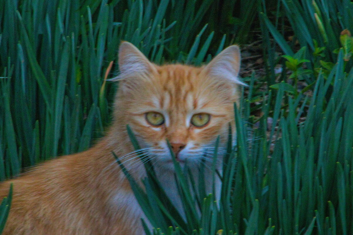 Эти глаза напротив )))) - Giant Tao / Эти глаза напротив )))) - Giant Tao /