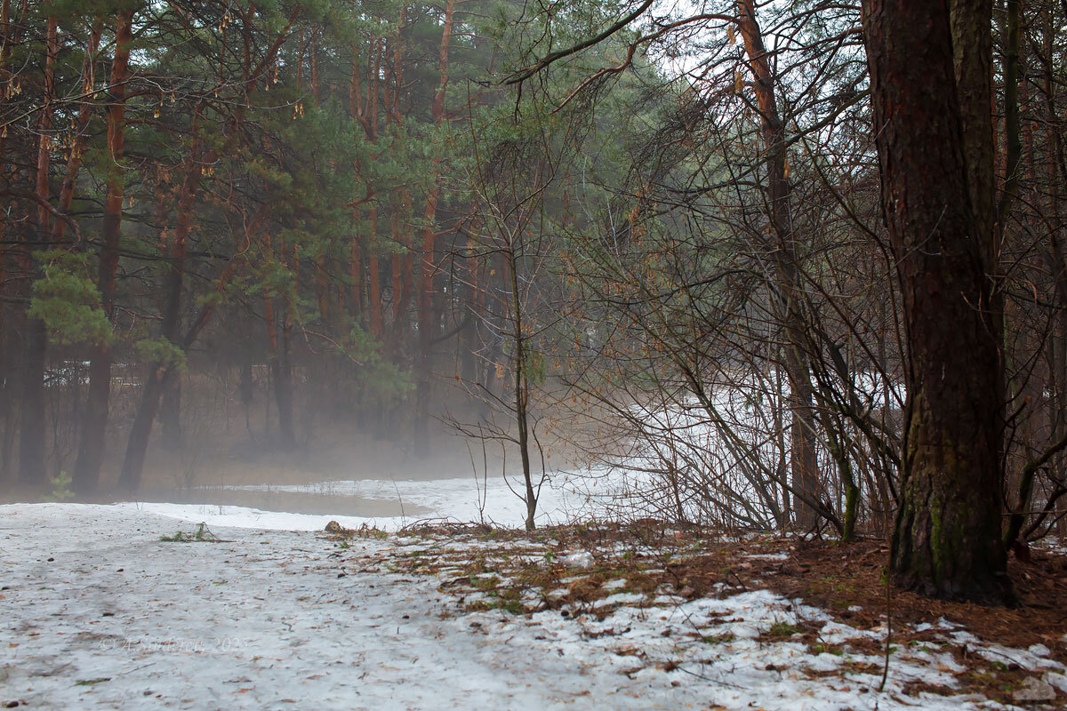 Лёгкий туман в лесу - Александр Синдерёв