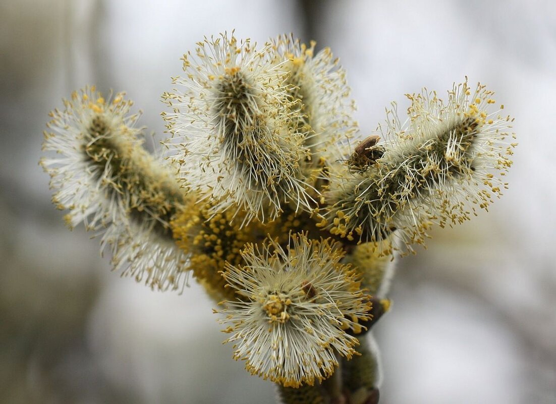 Пушистики - ZNatasha -