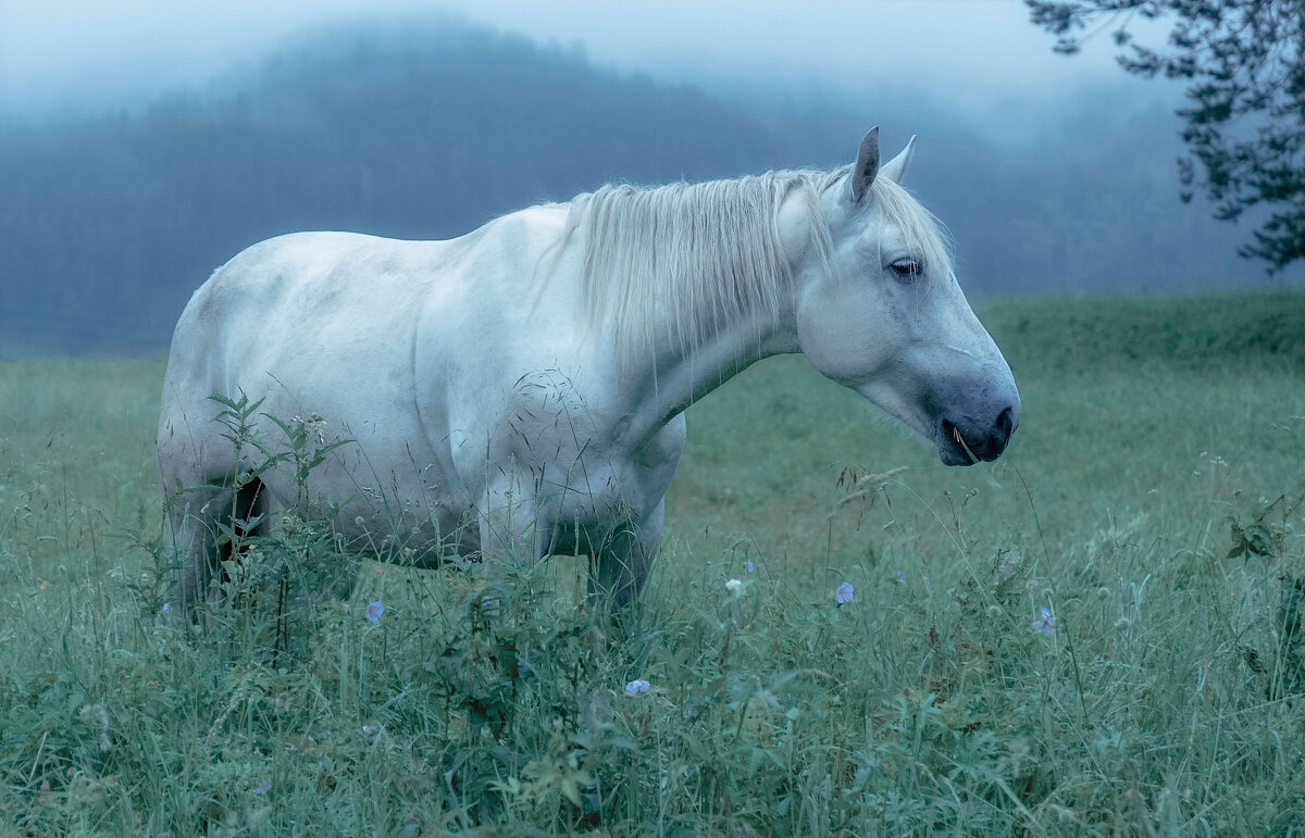 Лошадка Белоснежка - Марина Фомина. Лошадка Белоснежка - Марина Фомина.