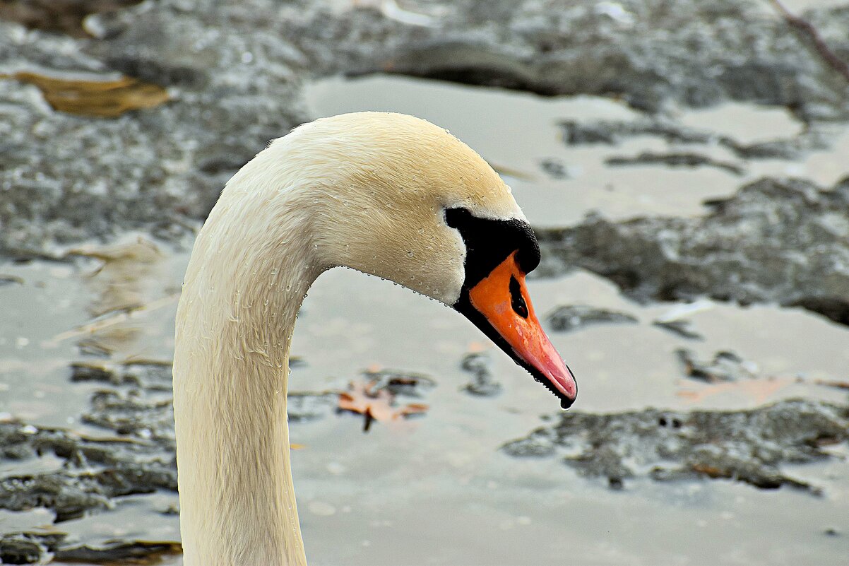 Слава Однолюбам! Чистотой питают Божий Свет! - Татьяна Помогалова