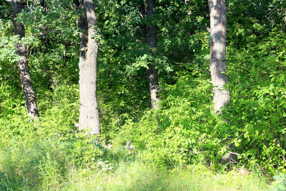 В лесу - Андрей Л. В.