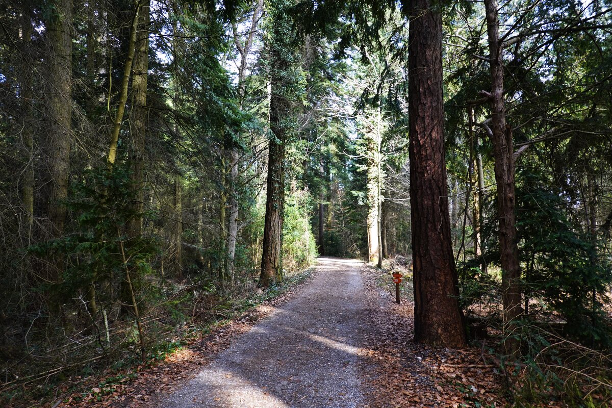 Март в лесу.... - Галина Март в лесу.... - Галина