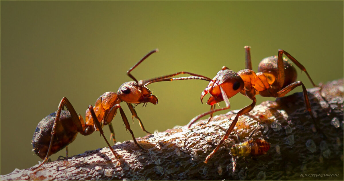 Встреча - Андрей Пристяжнюк Встреча - Андрей Пристяжнюк