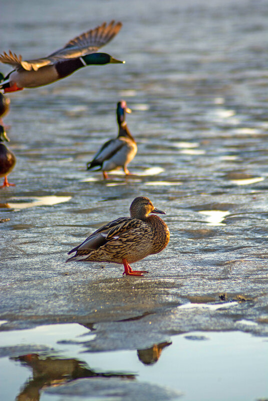 утки на льду - Андрей Сосновский