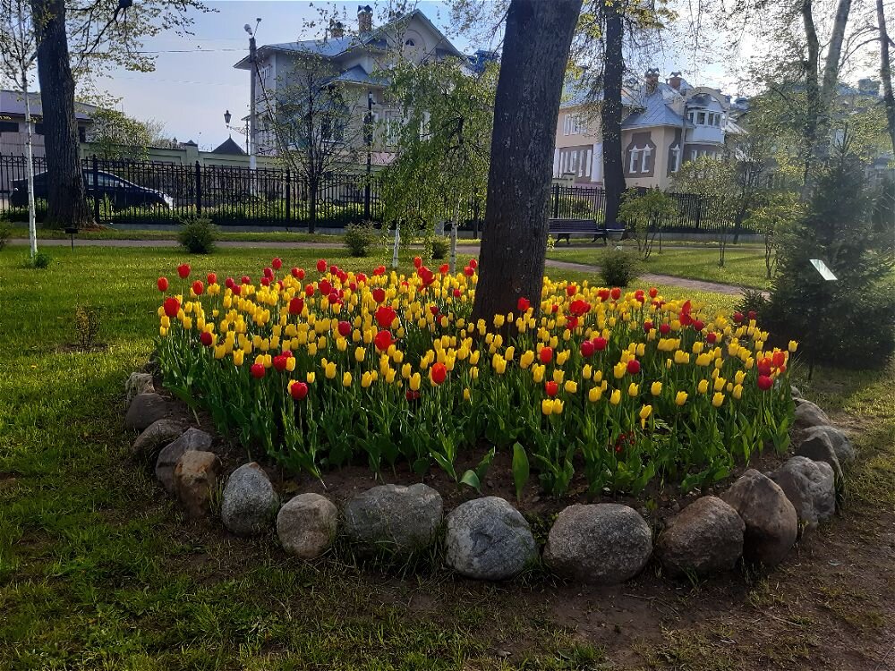 Весенней,майскою порой изысканно цветут тюльпаны! - Нина Андронова