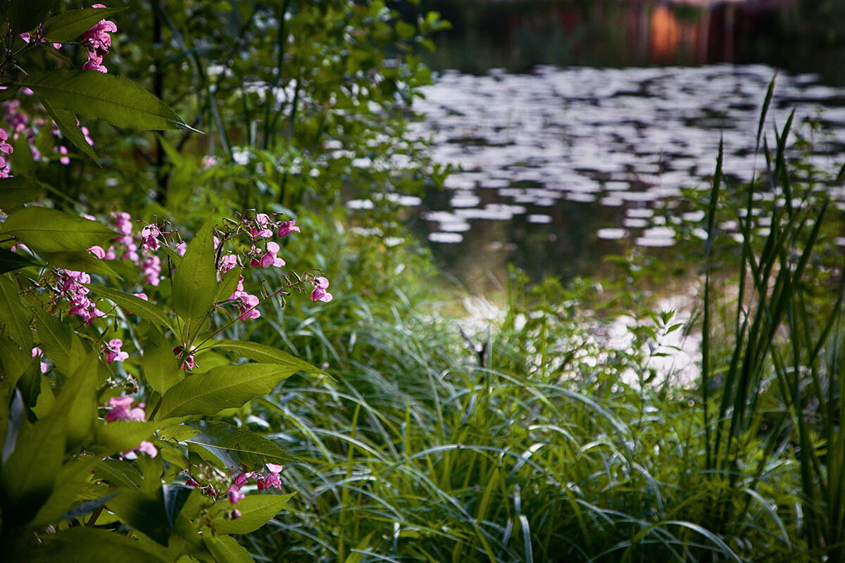 Цветы у озера Хепоярви. - Лилия * Цветы у озера Хепоярви. - Лилия *