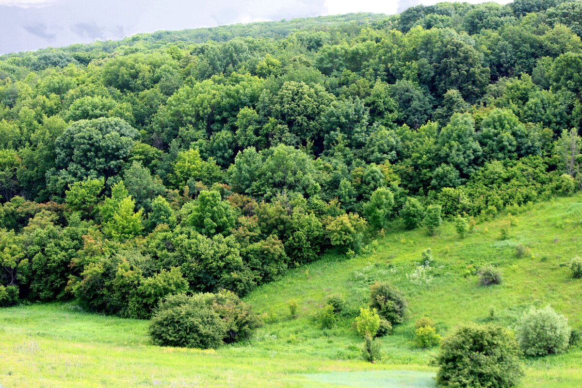 Лес на берегу Дона - Андрей Л. В. Лес на берегу Дона - Андрей Л. В.