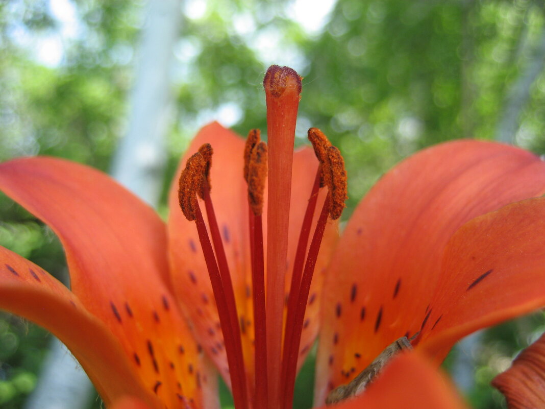 Лилия даурская - Anna Ivanova Лилия даурская - Anna Ivanova