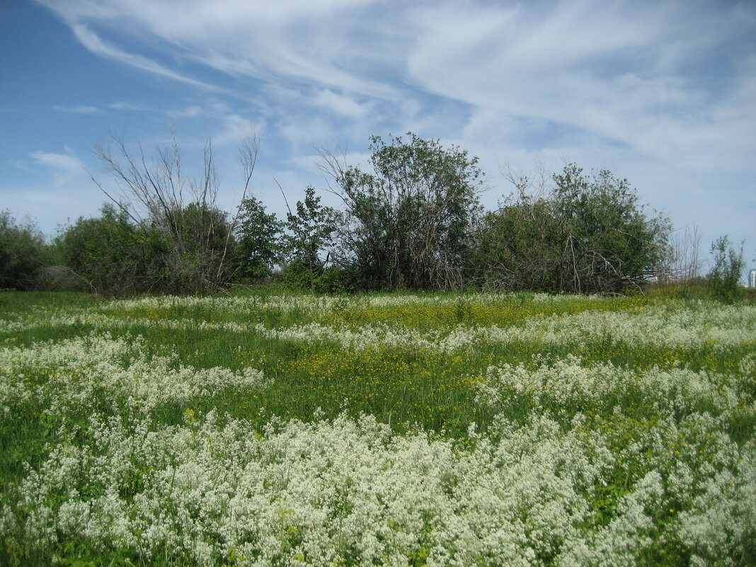 Лето (подмаренник северный) - Anna Ivanova