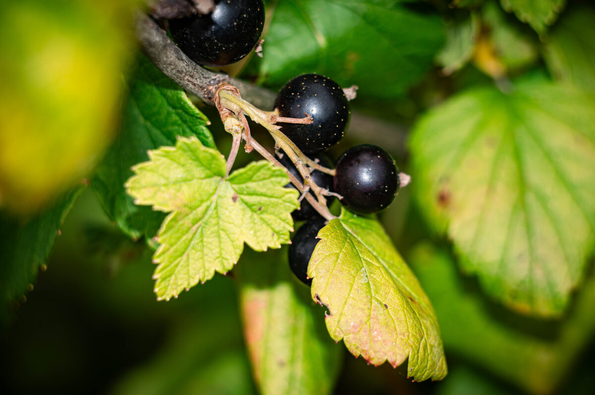 Ветка смородины - Владимир Башко