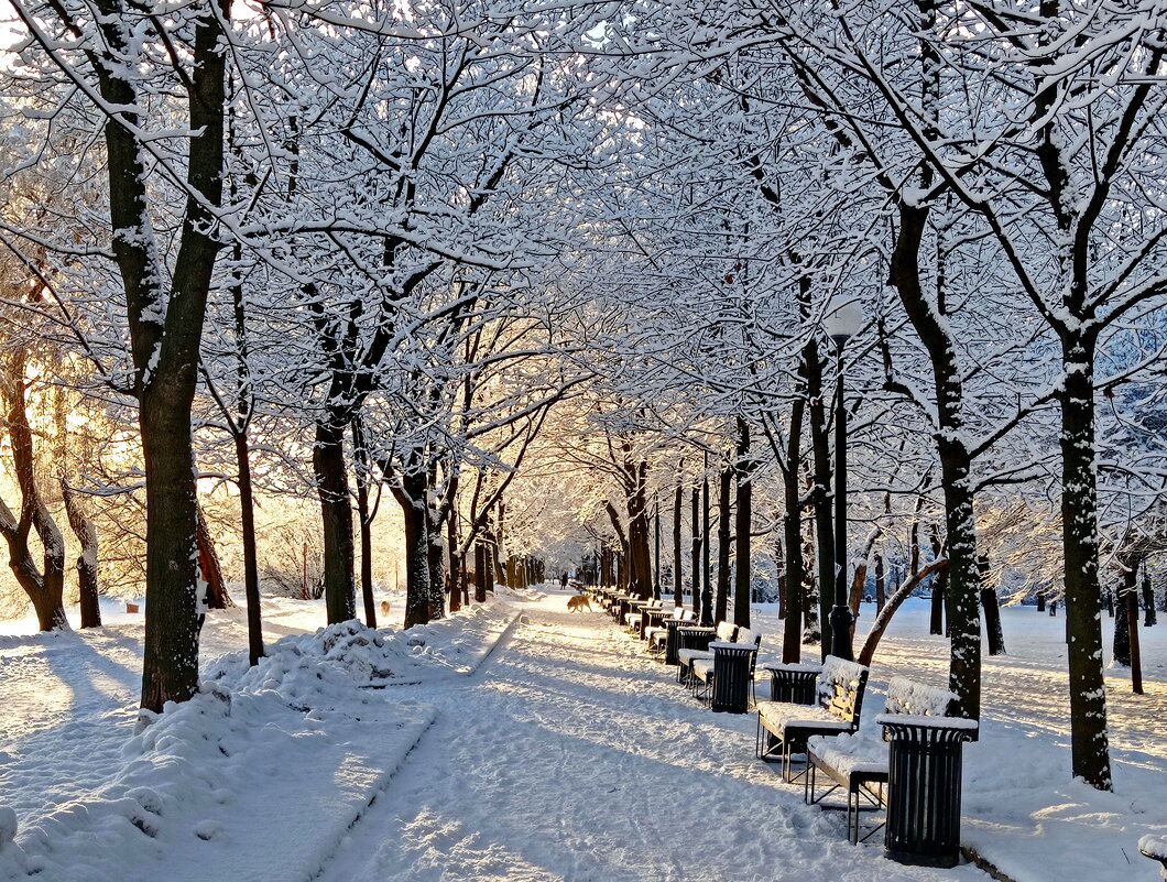 Зимняя аллея - Александр Чеботарь Зимняя аллея - Александр Чеботарь