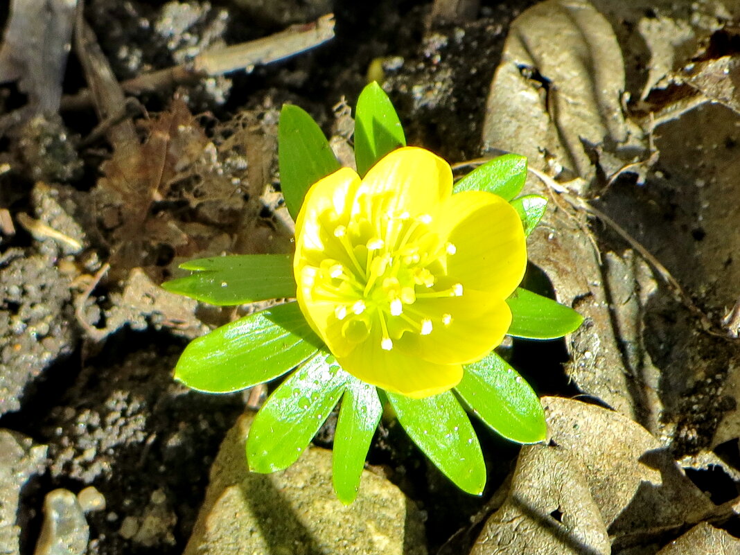 Это весенник, он же арантис - Александр Чеботарь