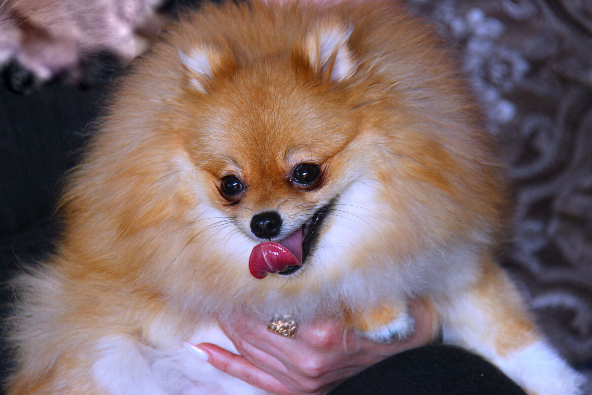 Анфиса. - Штрек Надежда Анфиса. - Штрек Надежда