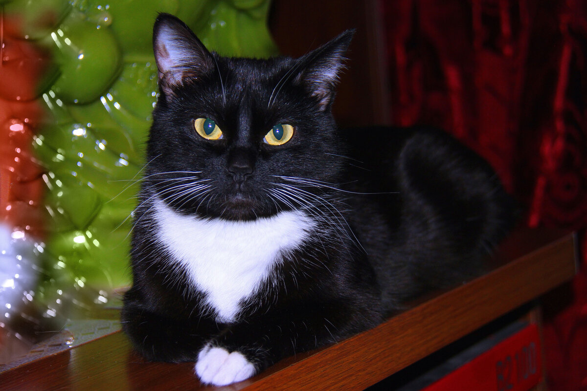 Василиса. - Штрек Надежда 