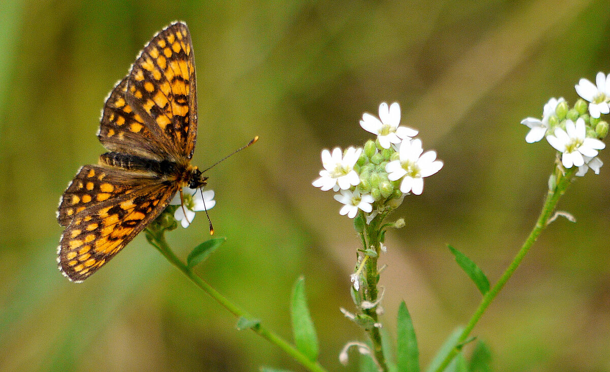 опять про бабочек 460 - Александр Прокудин опять про бабочек 460 - Александр Прокудин