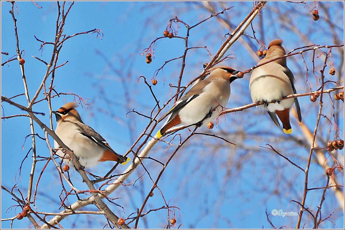 Свиристели... - Aquarius - Сергей Свиристели... - Aquarius - Сергей