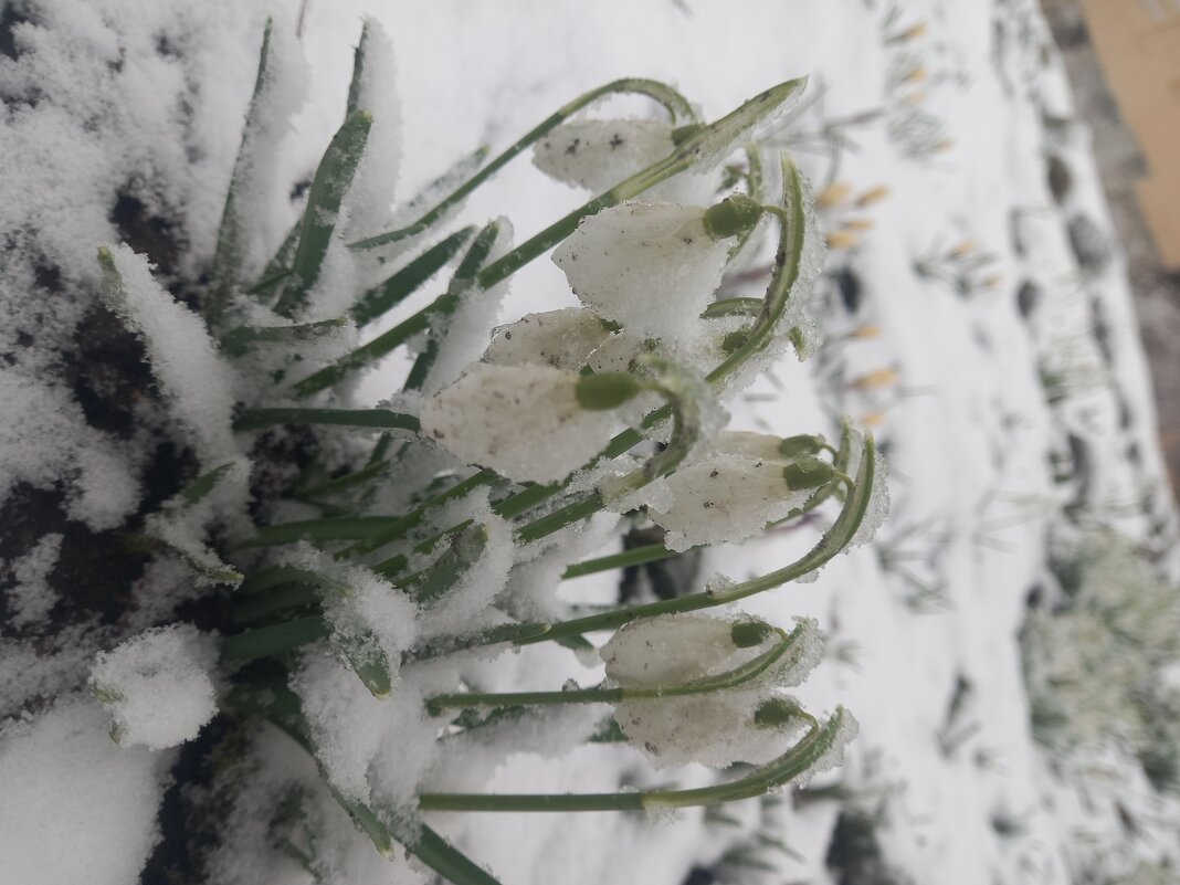 Подснежник - Сапсан 