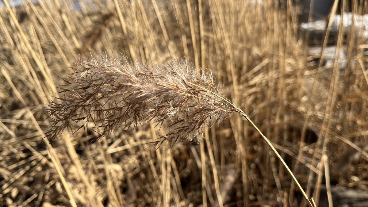 ***тростинка*** - Olga Oskolkova ***тростинка*** - Olga Oskolkova